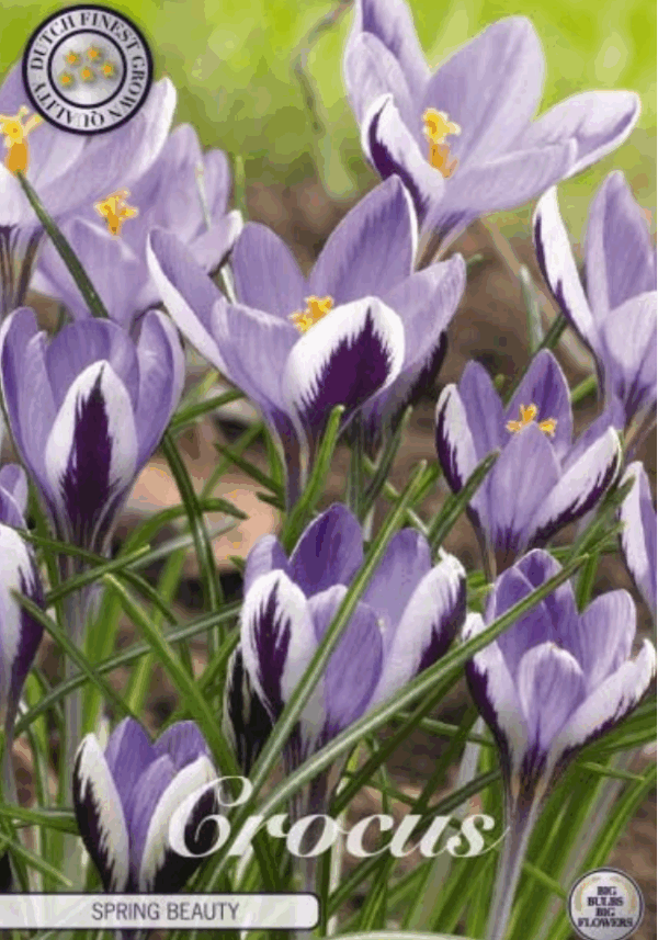 Kultasahrami Spring Beauty