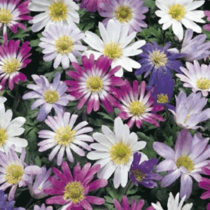 Anemone Sekoitus