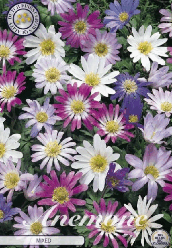 Anemone Sekoitus