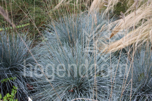 Sininata Elijah Blue