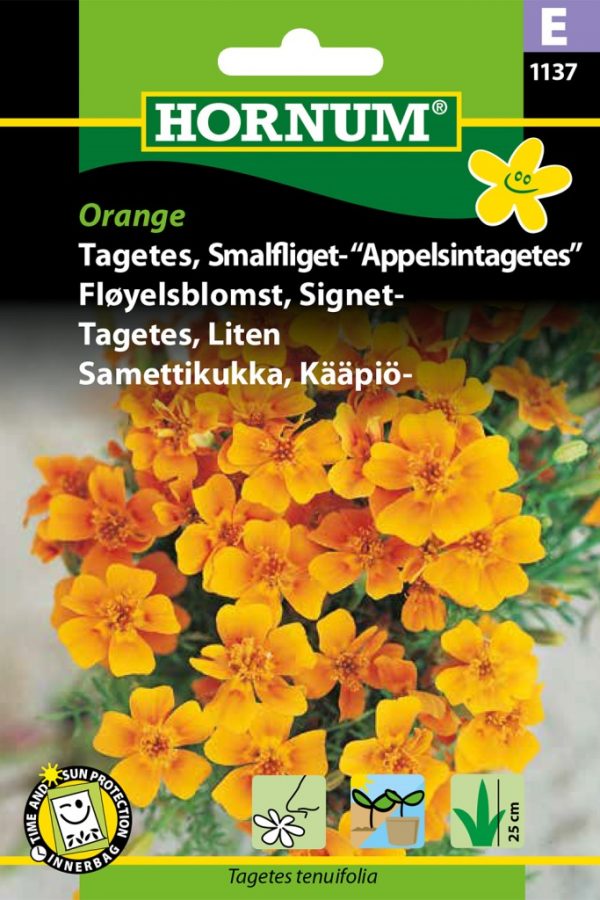 Kääpiösamettikukka Orange
