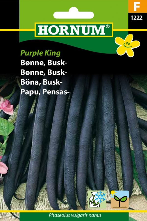 Pensaspapu Purple King