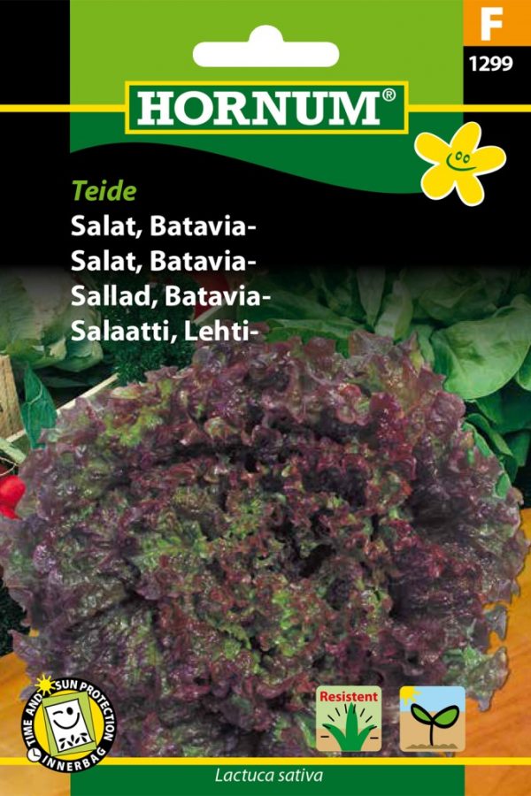 Salaatti, Lehti-
