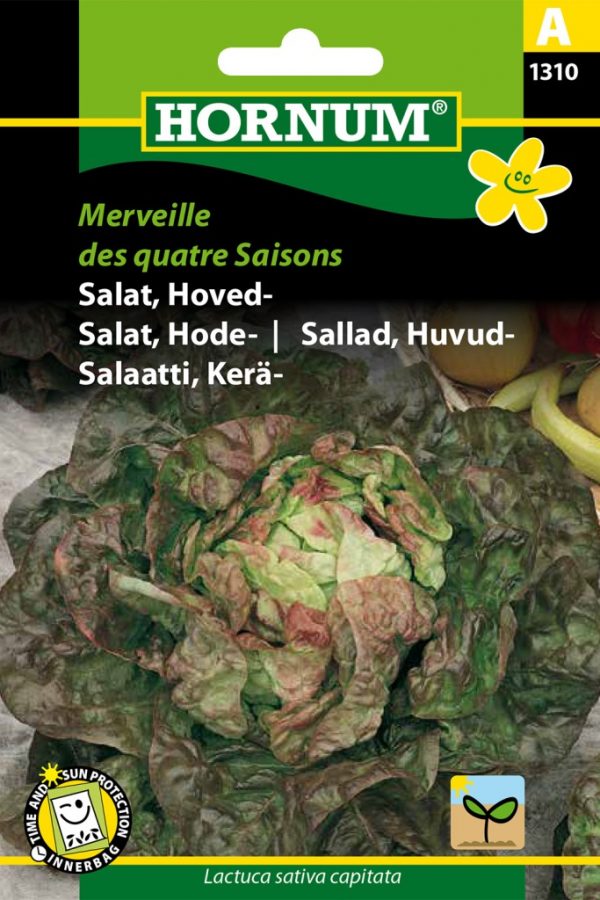 Keräsalaatti Merveille des quatre Saisons