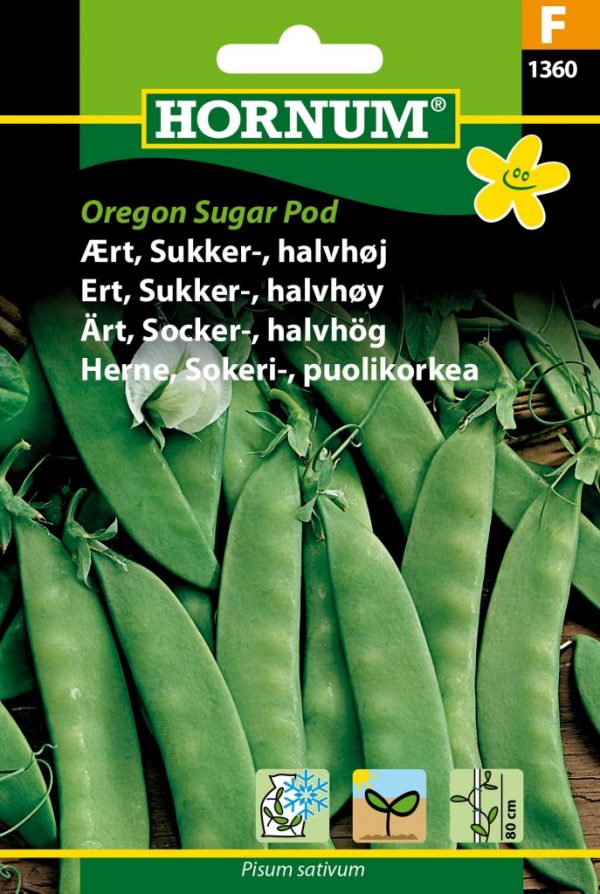 Sokeriherne Oregon Sugar Pod, puolikorkea