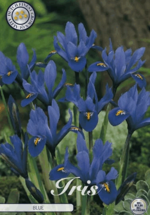 Iris Reticulata Sininen