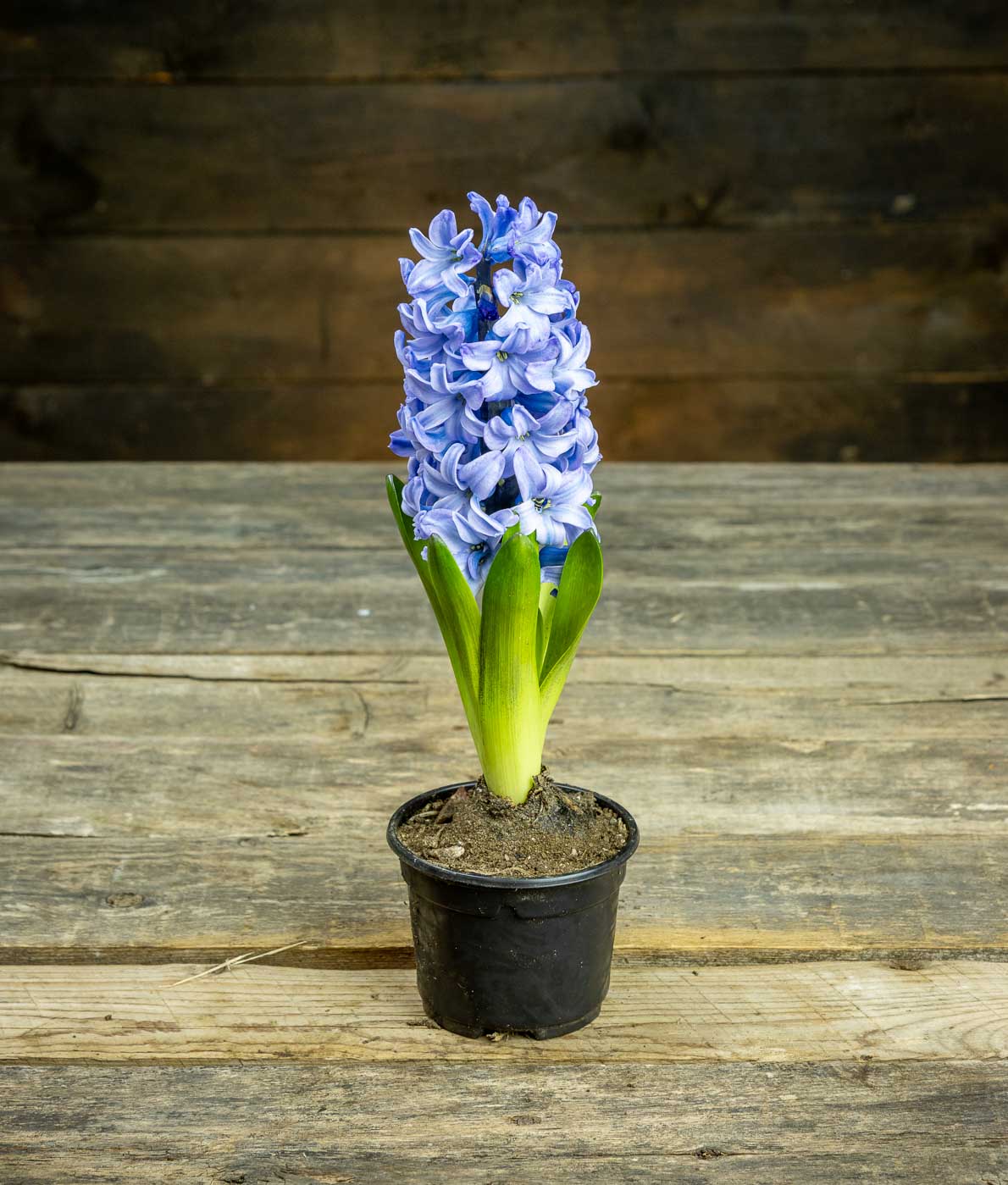 Hyasintti Delft blue sininen