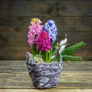 eri värisiä hyasintteja