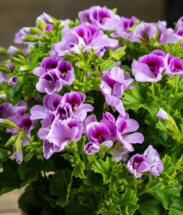 Tuoksuva Enkelinsilmäpelargoni - Image 2