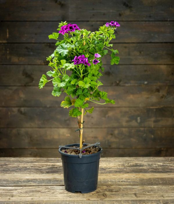 Jalopelargoni Rungollinen Violetti