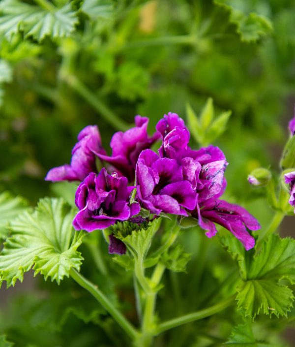 Jalopelargoni Rungollinen Violetti - Image 2