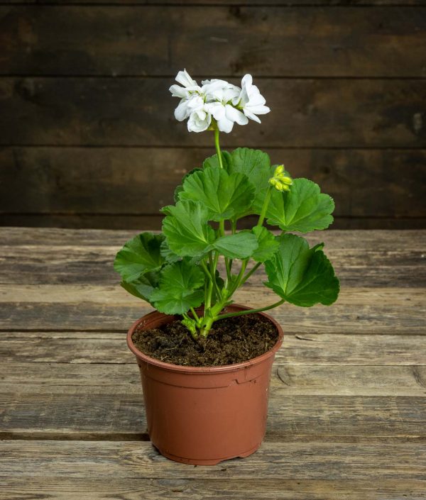 Pelargoni Glacis, valkoinen