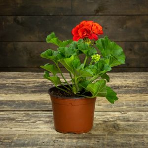kotimainen pelargoni