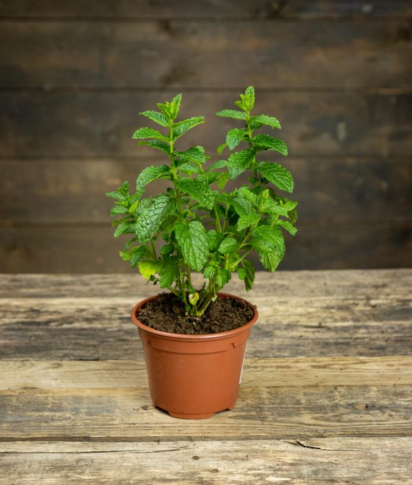 Viherminttu Spanish Spearmint