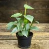 Philodendron hastatum