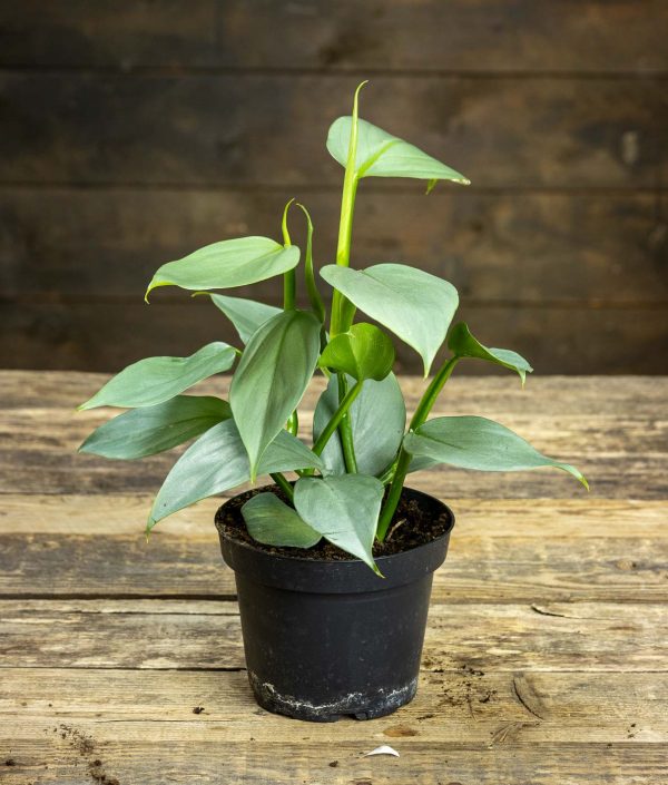 Philodendron hastatum