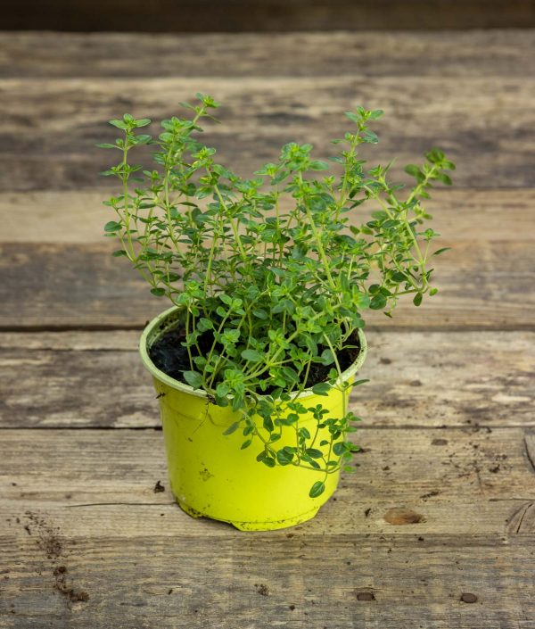 Sitruunatimjami Lemon
