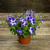 Petunia Blue Stardust ruukussa