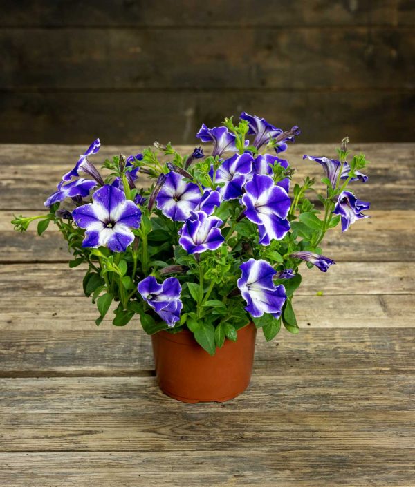 Petunia Blue Stardust ruukussa