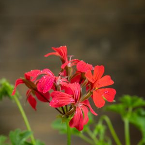 punainen riippapelargonian kukka