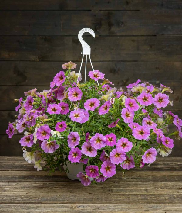 Surfinia/Riippapetunia-Amppeli - Image 2