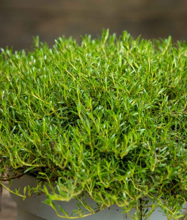 Koprosma Touchpad - Image 2