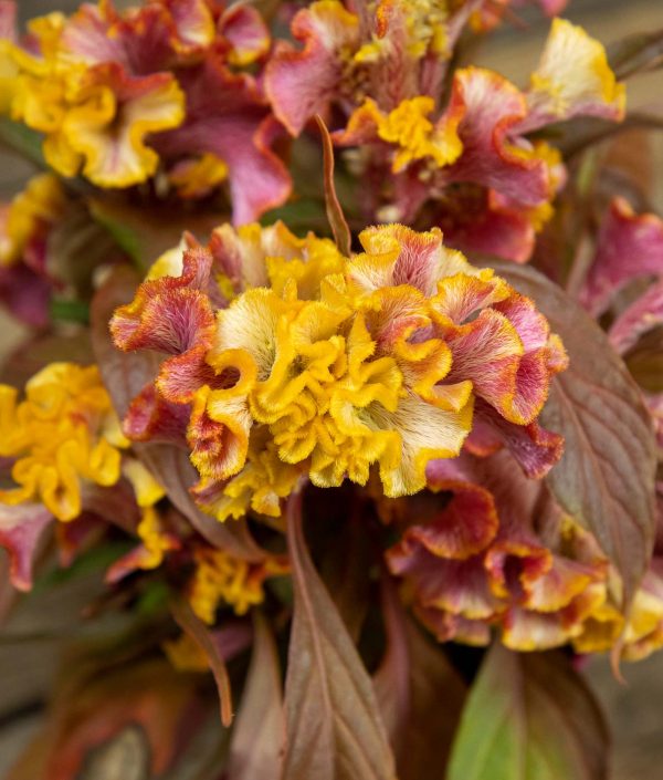 Celosia Reef - Image 2