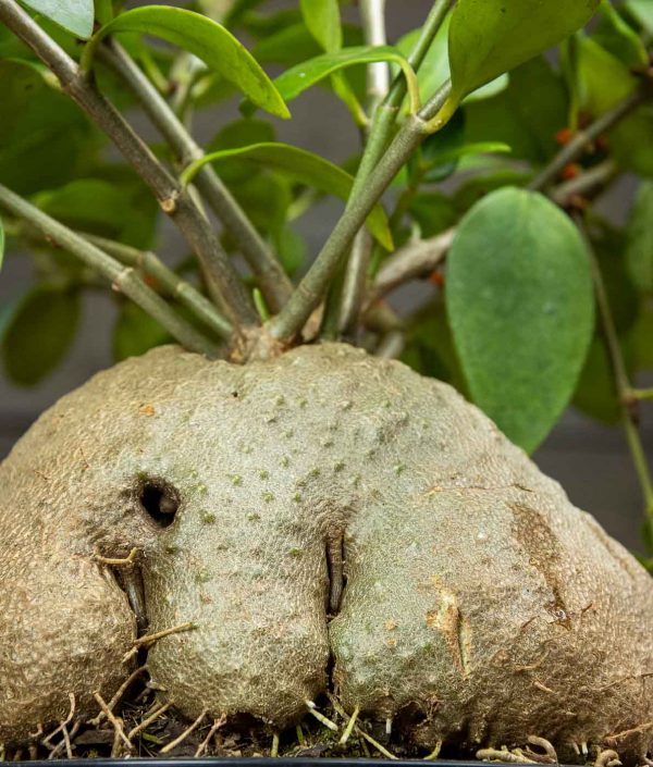 Hydnophytum Papuanum - Image 3