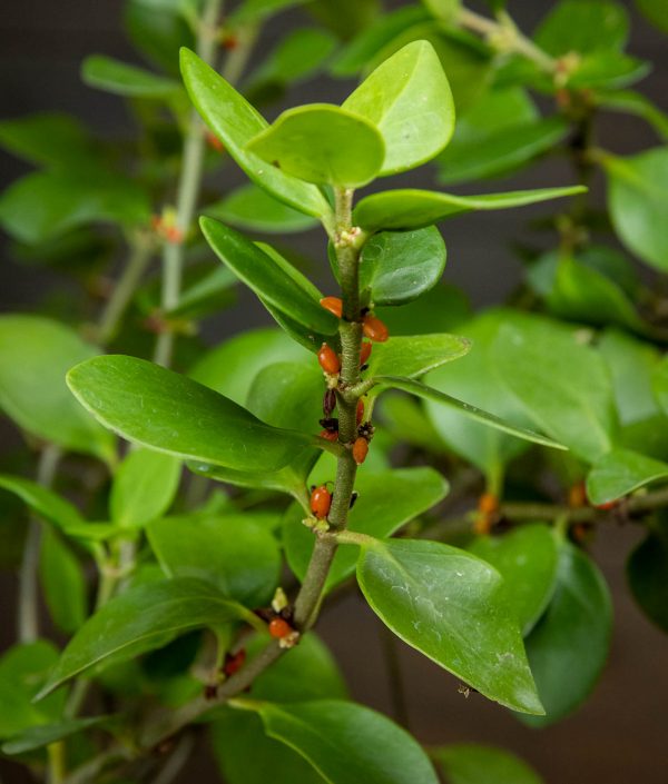 Hydnophytum Papuanum - Image 2