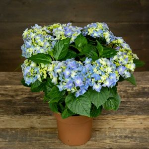 sininen hortensia puutaustalla