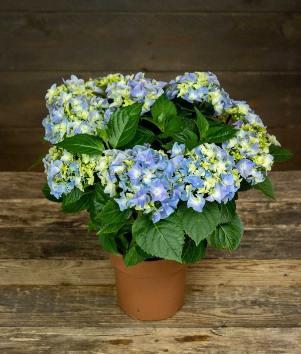 sininen hortensia puutaustalla