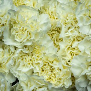 valkoinen neilikan kukka