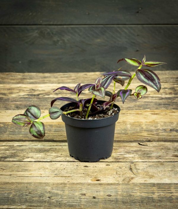 Kirjojuoru Zebrina Purpusii