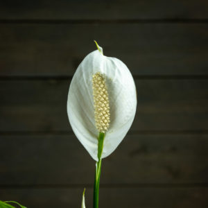 valkoinen viirivehkan kukka