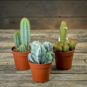 Erilaisia kaktuksia