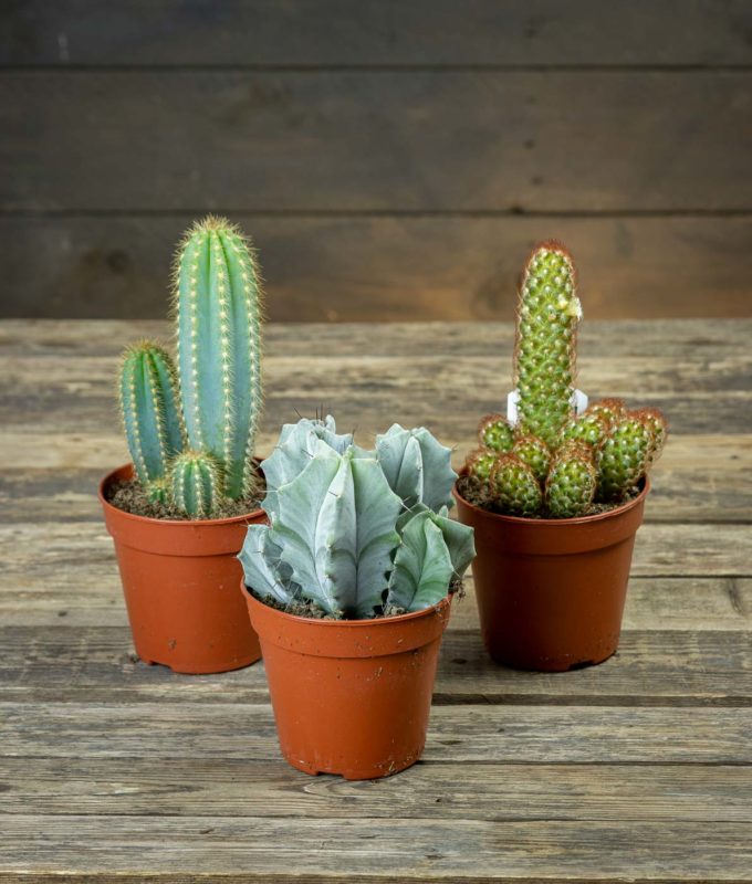 Kaktus Mix - Pukinmäen puutarha