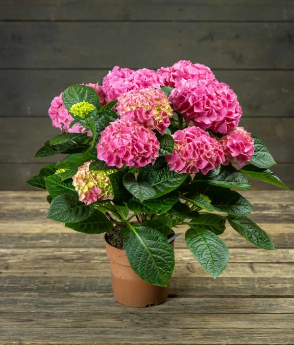Hortensia - Image 2