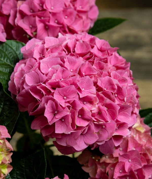 vaaleanpunaisen hortensian kukat