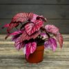 punalehtinen begonia