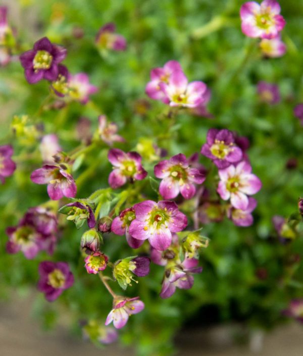 Patjarikko Pinkki