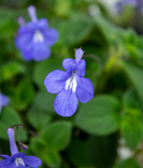 sininen amppelisoilikin kukka