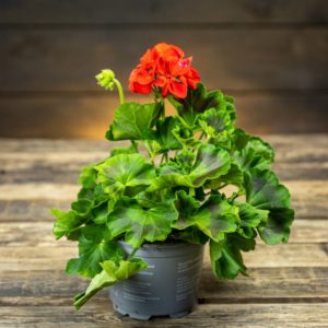 Pelargoni punainen