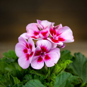 pelargonian kukka