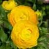 keltainen jaloleinikin kukka