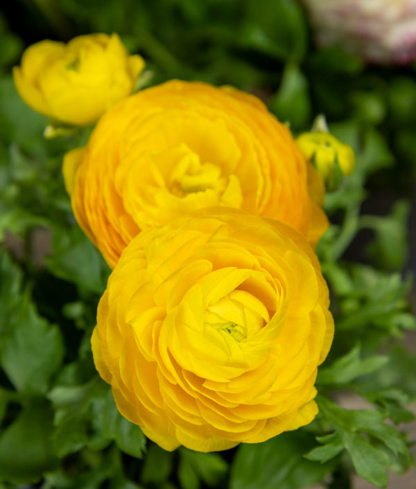 keltainen jaloleinikin kukka