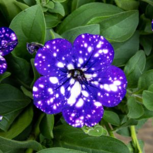 Petunia Nightsky kukka