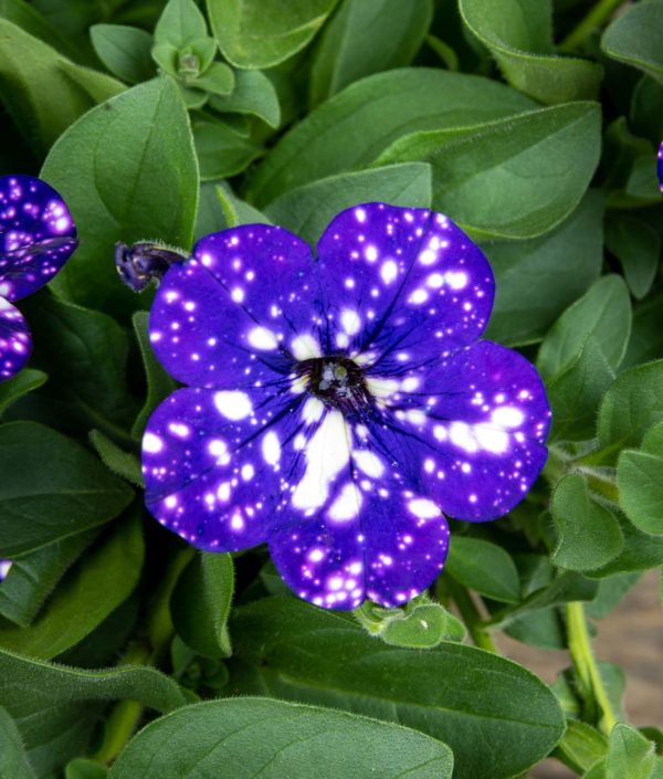 Petunia Nightsky kukka