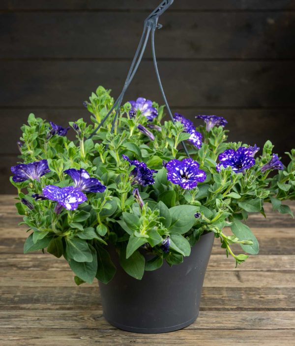 Petunia Nightsky-Amppeli - Image 2