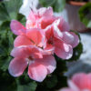 lohenpunainen pelargoni