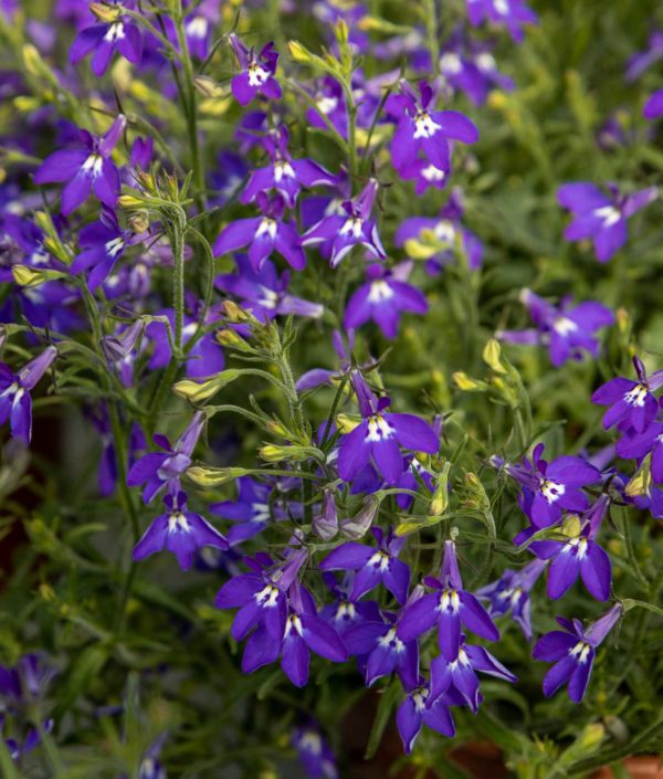 Lobelia Purple